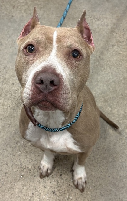 Shelter Stray Female Dog last seen , OH , Cleveland, OH 44102