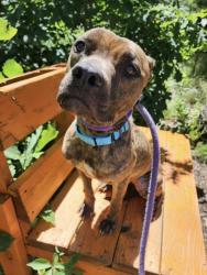Shelter Stray Female Dog last seen Washington St. Renolyds st, 21205, MD, Baltimore, MD 21230