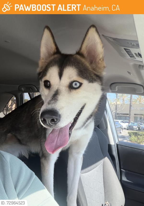 Found/Stray Female Dog last seen Anaheim plaza, Anaheim, CA 92803