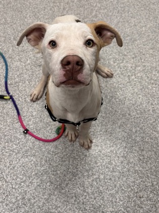 Shelter Stray Male Dog last seen Near Washburn Ave, 21225, MD, Baltimore, MD 21230