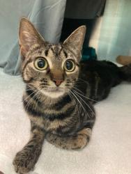 Shelter Stray Female Cat last seen in the neighborhood of 702 Radnor Ave, 21212, MD, Baltimore, MD 21230