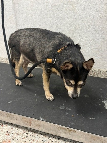 Shelter Stray Male Dog last seen Gastonia, NC 28054, Gastonia, NC 28052