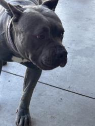 Shelter Stray Female Dog last seen , TX , Fort Worth, TX 76119