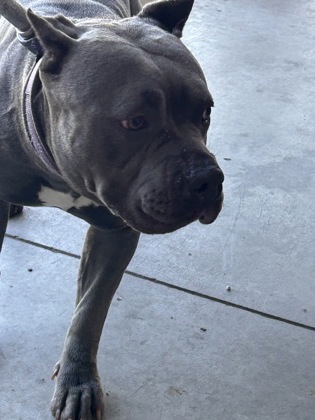 Shelter Stray Female Dog last seen , TX , Fort Worth, TX 76119