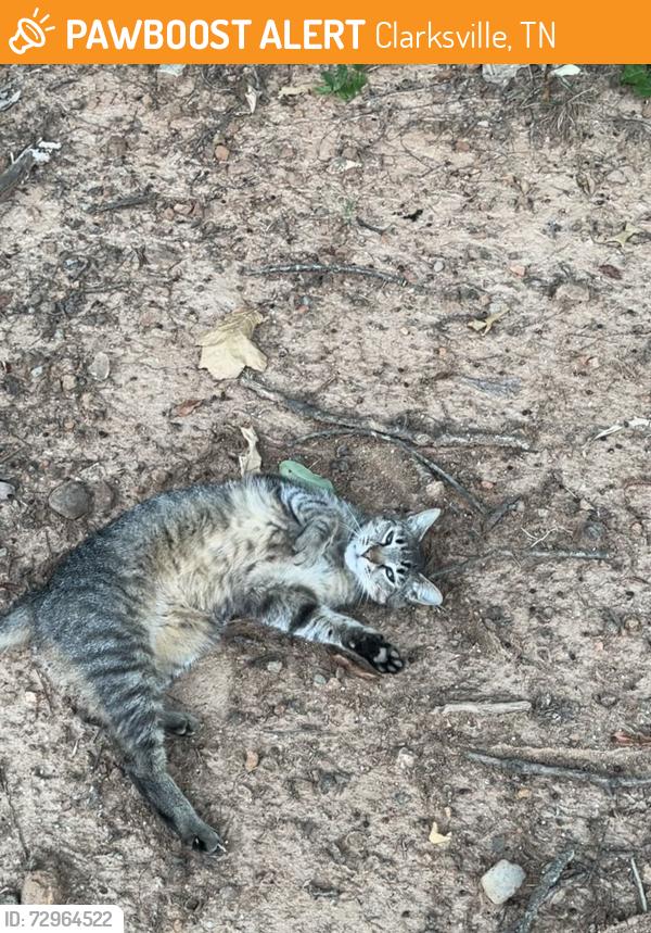 Found/Stray Unknown Cat last seen Civitan Park , Clarksville, TN 37043