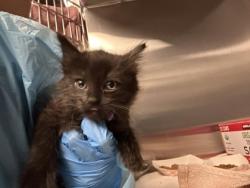 Shelter Stray Female Cat last seen Roseville, CA 95661, Roseville, CA 95678