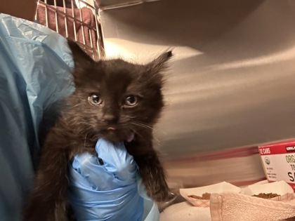 Shelter Stray Female Cat last seen Roseville, CA 95661, Roseville, CA 95678