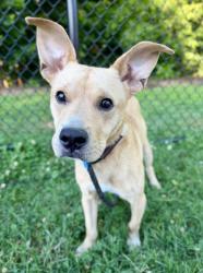 Shelter Stray Male Dog last seen Near Hambrick Road, 30083, GA, Atlanta, GA 30341