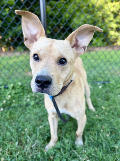 Shelter Stray Male Dog last seen Near Hambrick Road, 30083, GA, Atlanta, GA 30341