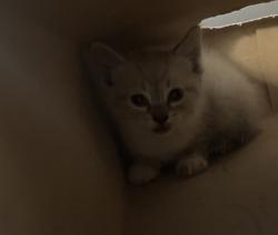 Shelter Stray Female Cat last seen Roseville, CA 95661, Roseville, CA 95678