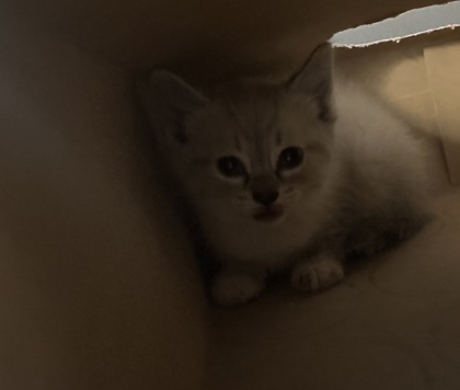 Shelter Stray Female Cat last seen Roseville, CA 95661, Roseville, CA 95678