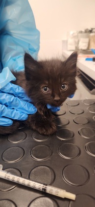 Shelter Stray Male Cat last seen Roseville, CA 95661, Roseville, CA 95678