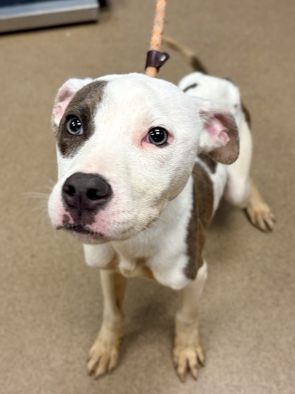 Shelter Stray Male Dog last seen Near Rainbow forest circle 3117 I, 30034, GA, Atlanta, GA 30341