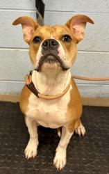 Shelter Stray Female Dog last seen Near Kensington Ct BLDG J #3766, 30032, GA, Atlanta, GA 30341