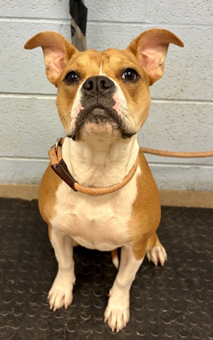 Shelter Stray Female Dog last seen Near Kensington Ct BLDG J #3766, 30032, GA, Atlanta, GA 30341
