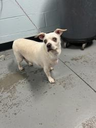 Shelter Stray Male Dog last seen Rancho Cordova, CA 95670, Sacramento, CA 95828