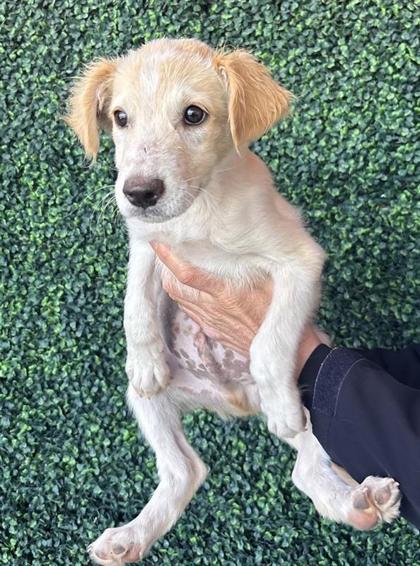 Shelter Stray Male Dog last seen El Paso, TX 79907, Fort Bliss, TX 79906