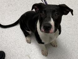 Shelter Stray Female Dog last seen Oakland, CA 94601, Oakland, CA 94601