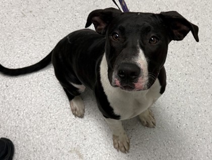 Shelter Stray Female Dog last seen Oakland, CA 94601, Oakland, CA 94601