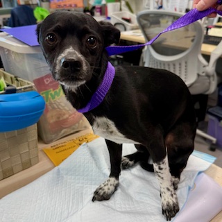 Shelter Stray Male Dog last seen Oakland, CA 94605, Oakland, CA 94601