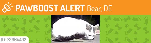 Found/Stray Unknown Cat last seen Hurlock Ct and Healey Ct, Bear, DE 19701