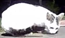 Found/Stray Unknown Cat last seen Hurlock Ct and Healey Ct, Bear, DE 19701