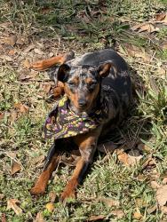 Lost Female Dog last seen Near Crescent Dr Pasadena, TX  77506 United States, Pasadena, TX 77506