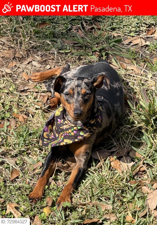 Lost Female Dog last seen Near Crescent Dr Pasadena, TX  77506 United States, Pasadena, TX 77506