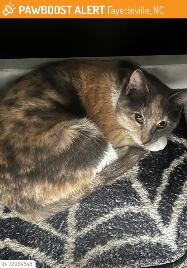 Found/Stray Female Cat last seen Stewarts Creek, Fayetteville, NC 28305