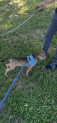 Lost Male Dog last seen Pullen Road, Sevierville, TN 37862