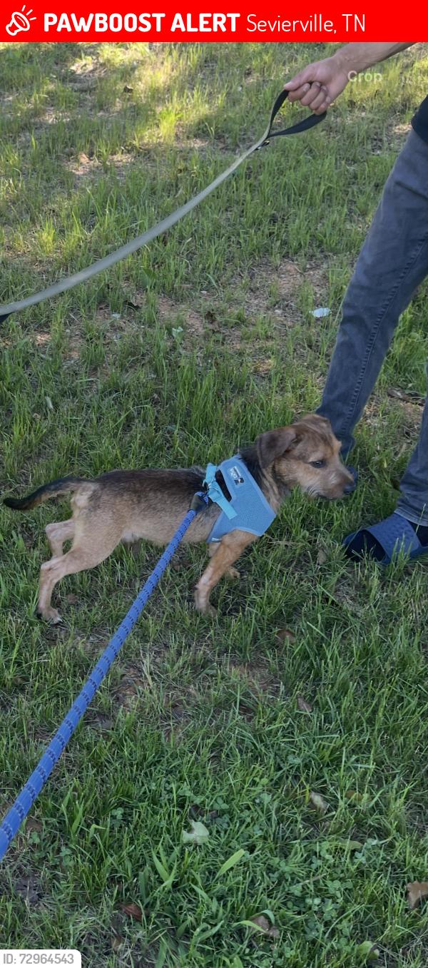 Lost Male Dog last seen Pullen Road, Sevierville, TN 37862