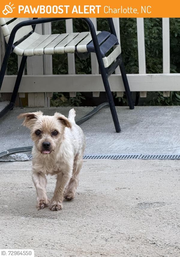 Found/Stray Male Dog last seen Sullins Road and Pawtuckett Road , Charlotte, NC 28214