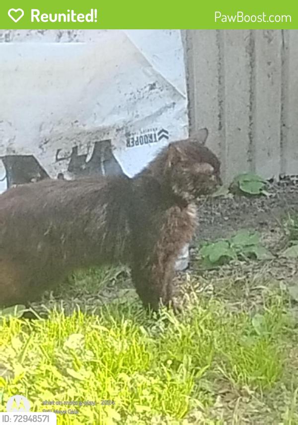 Reunited Female Cat last seen moses street, Henry Street, Fairview drive, Saint Albans, WV 25177