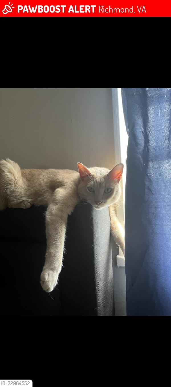 Lost Male Cat last seen Scottingham Drive, Eastwood Drive, Richmond, VA 23236