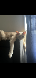 Lost Male Cat last seen Scottingham Drive, Eastwood Drive, Richmond, VA 23236