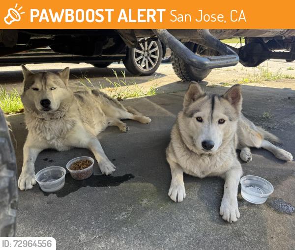 Found/Stray Unknown Cat last seen Mount McKinley , San Jose, CA 95127
