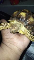 Lost Female Reptile last seen Forest hill drive , Forest Hill, TX 76140