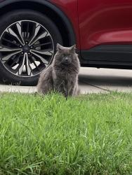 Lost Male Cat last seen Sycamore hills elementary, Fontana, CA 92337