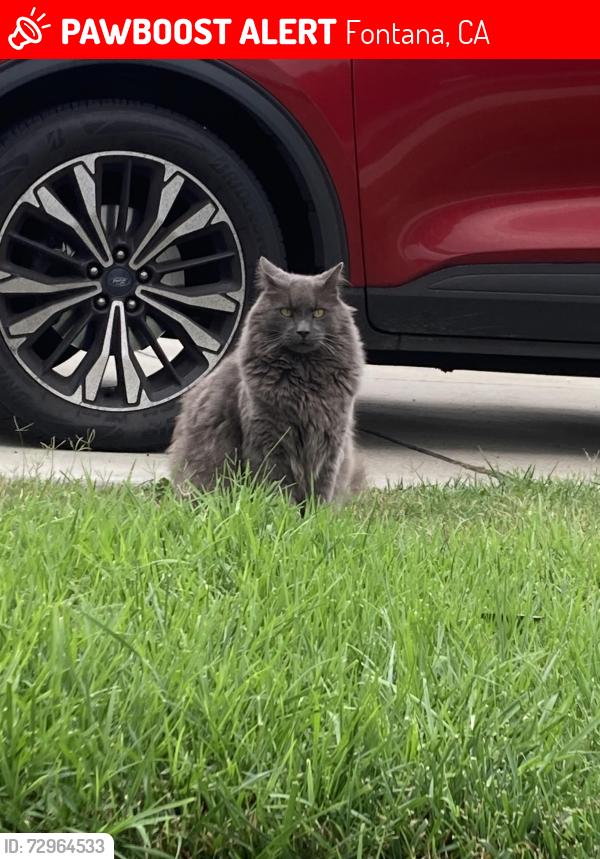Lost Male Cat last seen Sycamore hills elementary, Fontana, CA 92337
