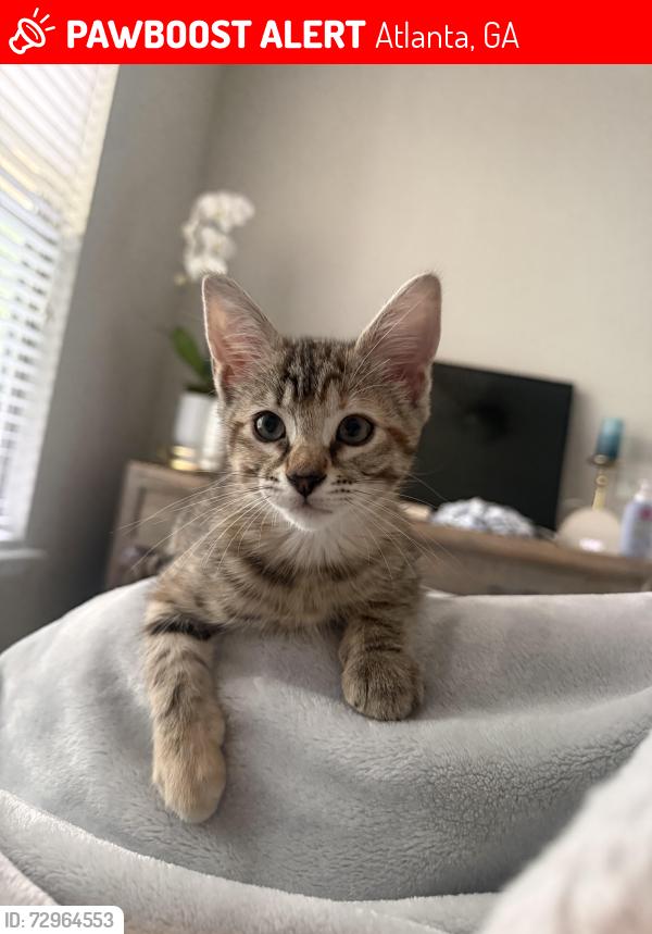 Lost Female Cat last seen Near town brookhaven, Atlanta, GA 30319