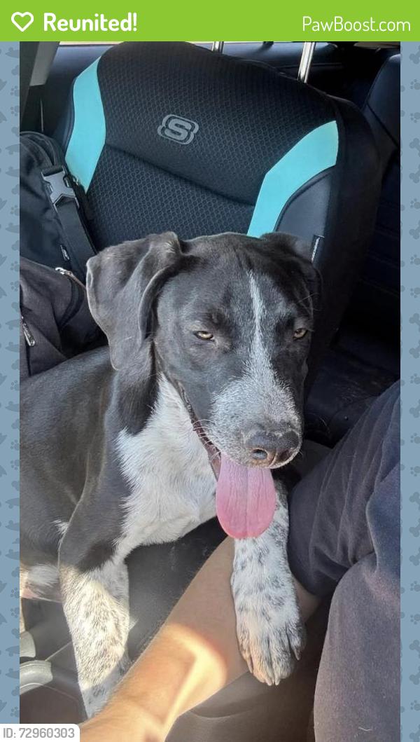 Reunited Male Dog last seen N 31st Ave and West Deer Valley Rd, Phoenix, AZ 85027