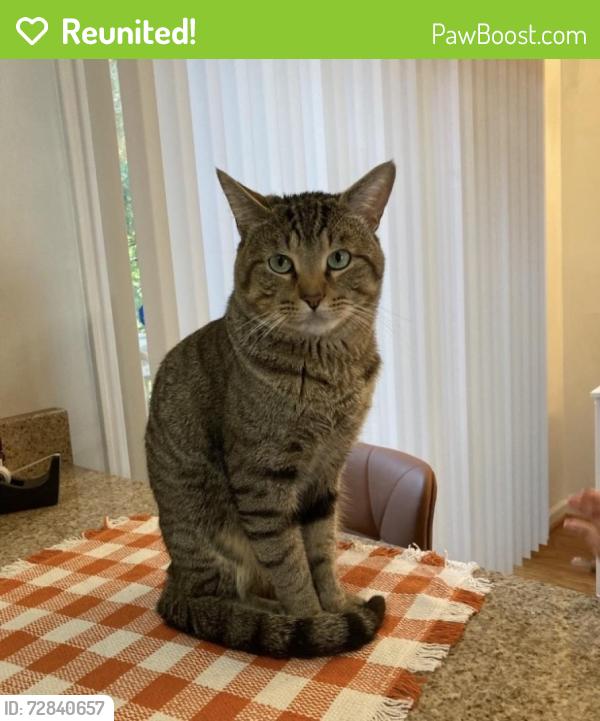 Reunited Male Cat last seen Harbison West Elementary school , Columbia, SC 29212