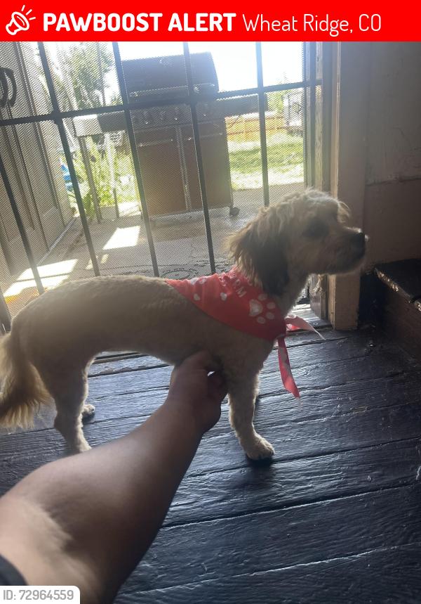 Lost Female Dog last seen Lamar, Wheat Ridge, CO 80033