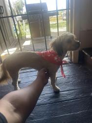 Lost Female Dog last seen Lamar, Wheat Ridge, CO 80033