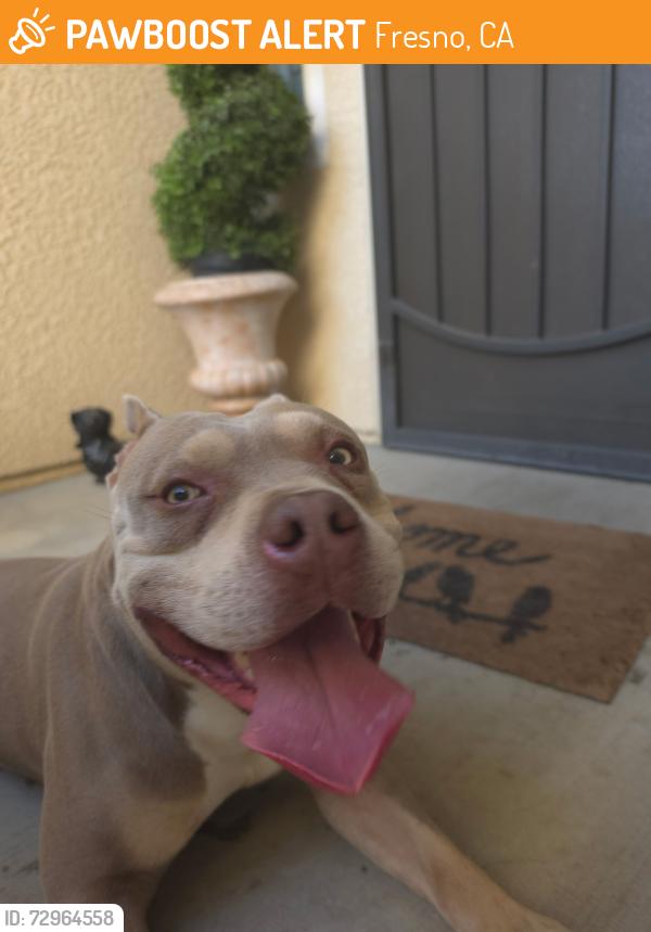 Found/Stray Male Dog last seen Rio vista middle school , Fresno, CA 93722