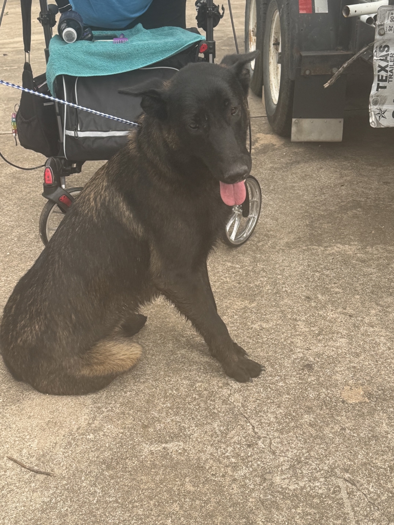 Shelter Stray Female Dog last seen Near Turnersville Road, BUDA, TX, 78610, Austin, TX 78702