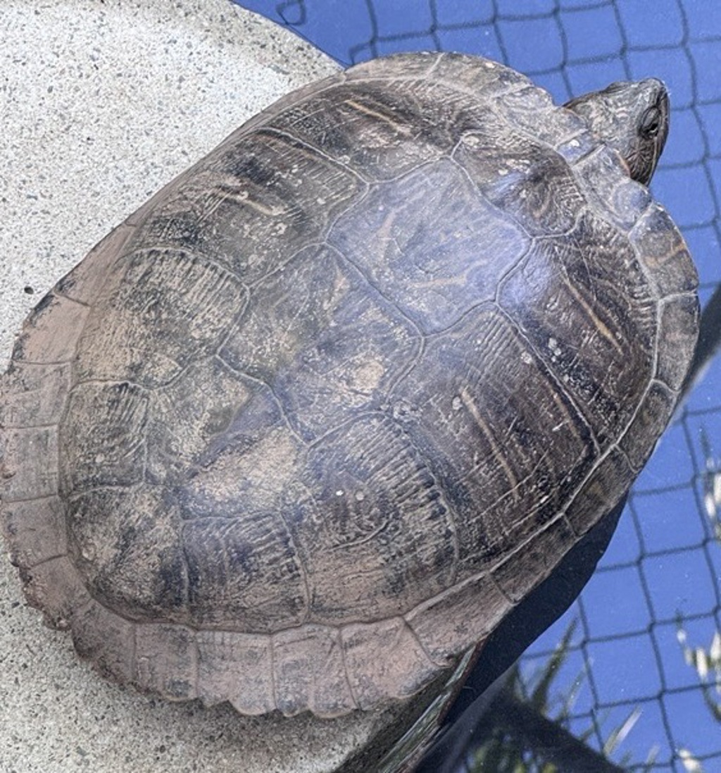 Shelter Stray Female Reptile last seen Near Glenridge Rd, Escondido, CA, 92027, Escondido, CA 92027