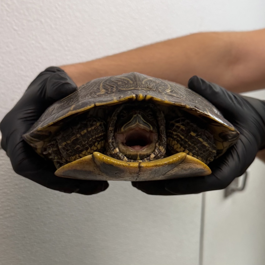 Shelter Stray Unknown Reptile last seen Wightman Street, San Diego, CA, 92105, San Diego, CA 92110