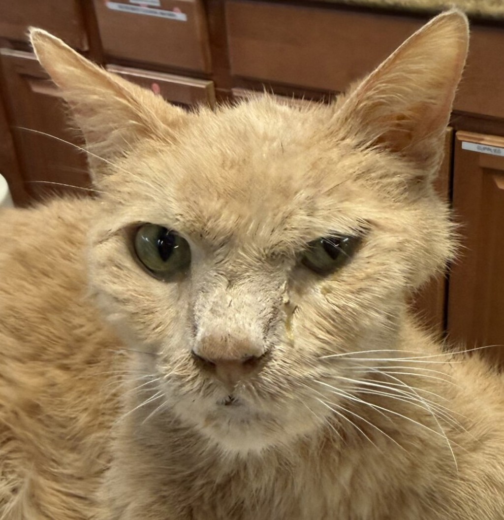 Shelter Stray Male Cat last seen Near Los Arbolitos Boulevard, Oceanside, CA, 92058, Oceanside, CA 92058