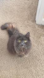Lost Female Cat last seen Stratford Place neighborhood, Fredericksburg, VA 22405